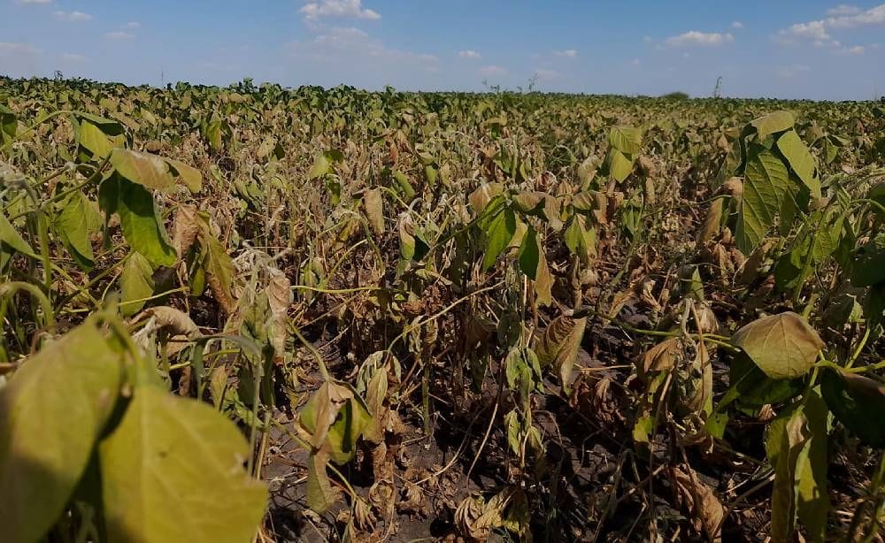 Sequía: Las cerealeras prevén caída abrupta de la liquidación de dólares en marzo y se agrava la situación del Gobierno