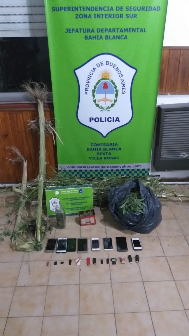 Bahía Blanca: Cuatro detenidos en plena cosecha de marihuana