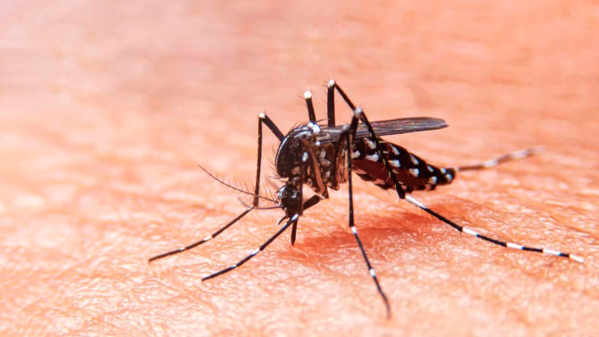 Confirman que ya son 134 los casos de dengue en La Plata