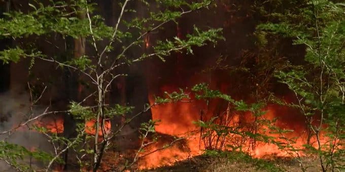 Incendio de grandes proporciones en el Parque Pereyra Iraola