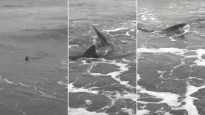 Video: Aparecieron tiburones en las costas de Monte Hermoso