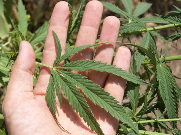 La Legislatura tratará la incorporación del aceite de cannabis en el sistema de salud provincial