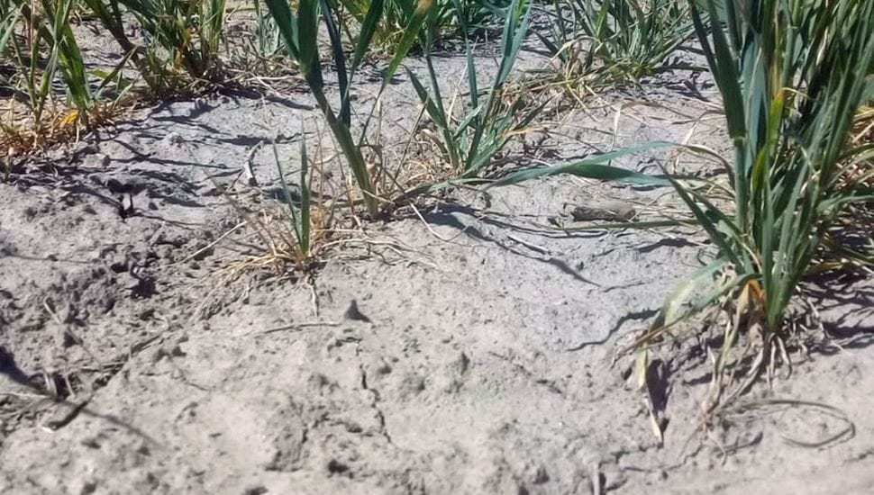 Emergencia agropecuaria en 12 distritos bonaerenses de la Sexta por la sequía