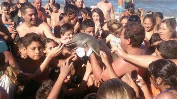 Indignante: Sacaron a un delfín del mar para sacarse una selfie y lo terminaron matando