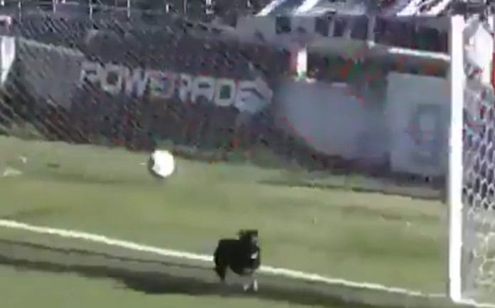 Fútbol de ascenso: Un perro evitó un gol contra Defensores de Belgrano de Villa Ramallo