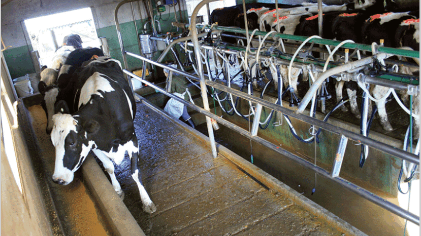 Advierten que la producción de leche caerá 33% este año y será la más baja de la década