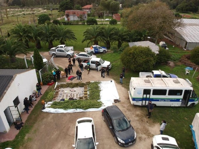 Mar del Plata: Descubren plantación de marihuana en un invernadero y detienen a policía de la Bonaerense