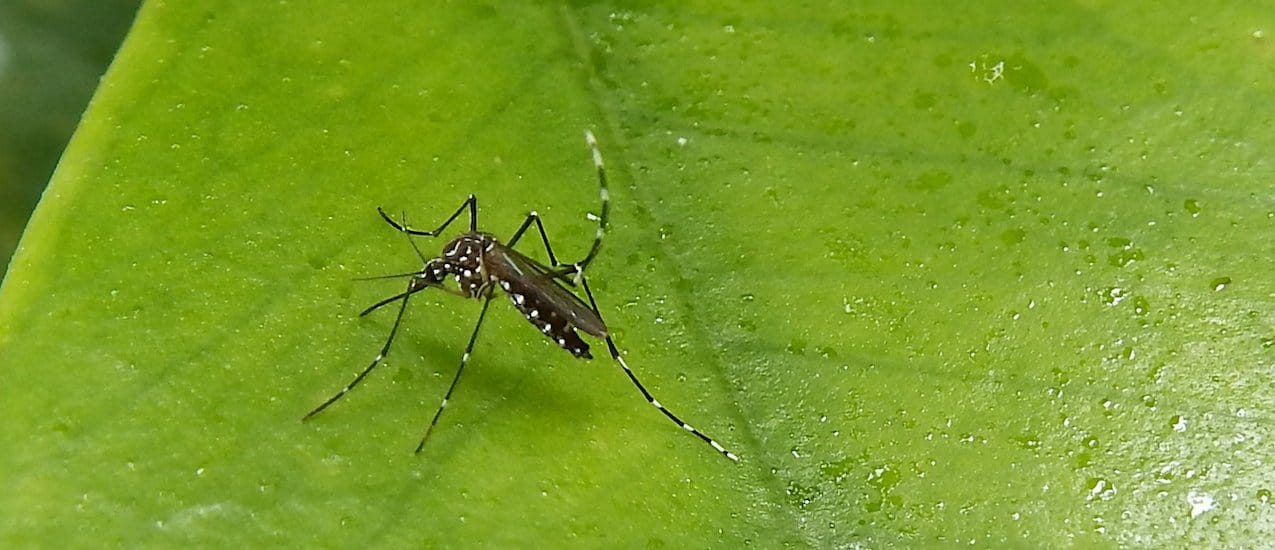 No hay paz: Otra vez vuelve el dengue al ataque y el Gobierno ya lanzó campaña de prevención nacional
