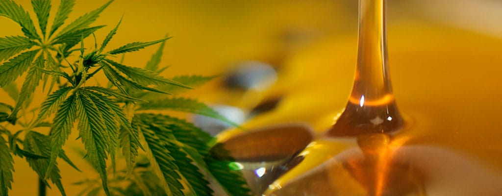 Marihuana Medicinal: Proponen incorporar el aceite de cannabis al sistema de salud bonaerense