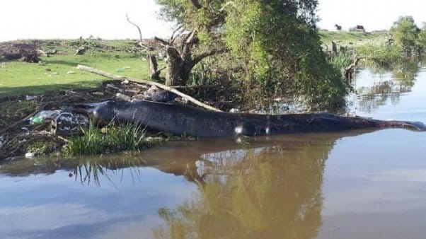 Encuentran ballena muerta en Berazategui