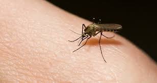 Dengue: Confirman 2 casos autóctonos en La Plata