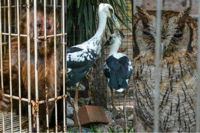 Ituzaingó: Encontraron en una casa 80 animales exóticos 