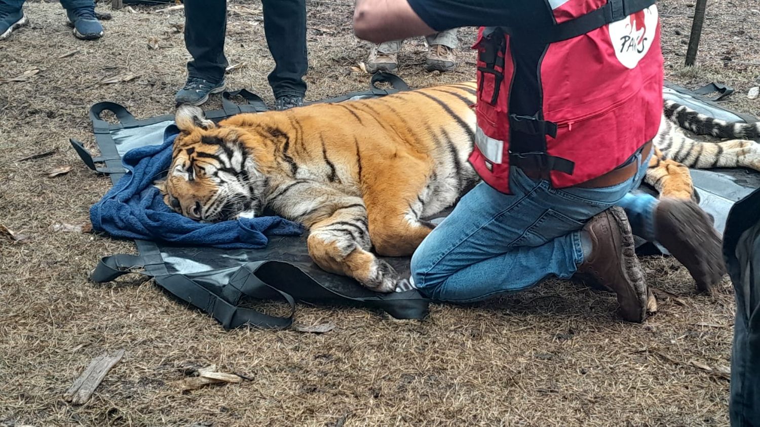 Increíble caso en Balcarce: Allanaron el campo de un hombre y hallaron dos tigres de bengala en cautiverio