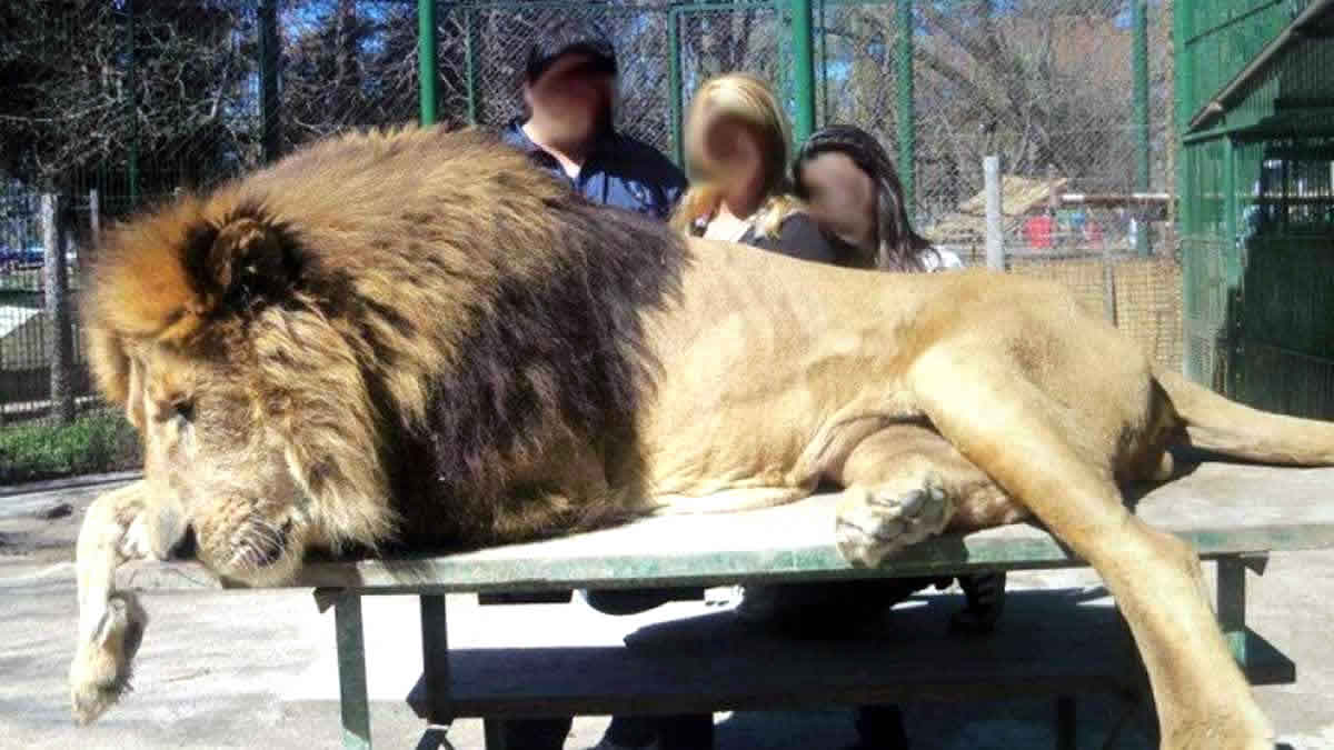 Denunciaron al dueño del Zoo de Luján por maltrato animal: Un empleado aseguró que lo obligaban a matar cachorros