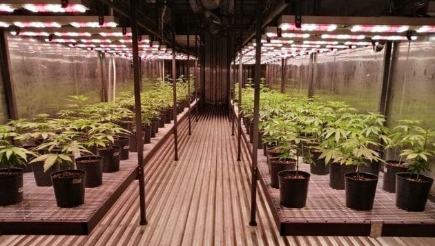 San Vicente: Inauguraron la primera biofábrica nacional de cannabis medicinal 