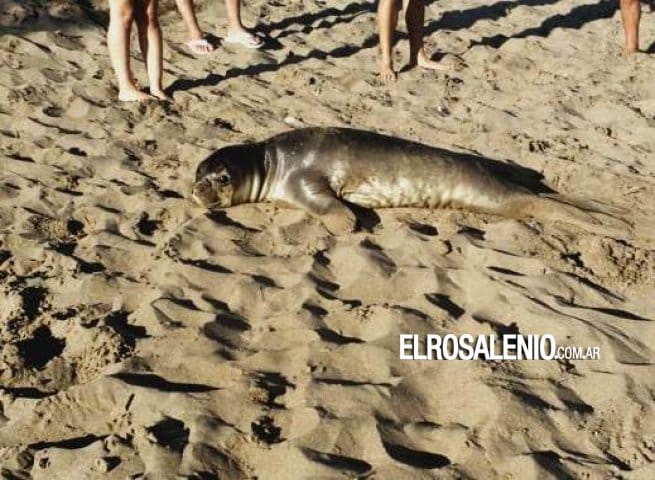 Coronel Rosales: Apareció un lobo de mar en cercanías de El Arbolito  