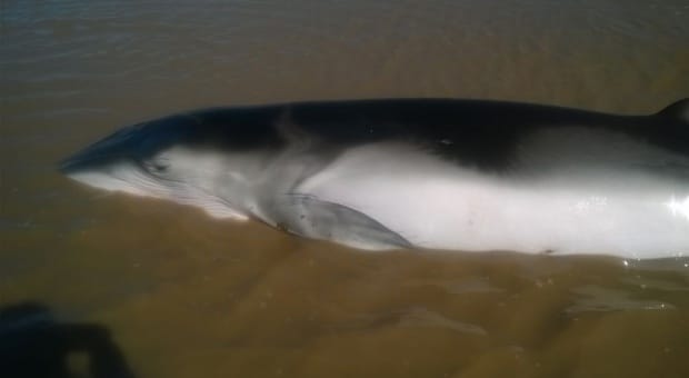 Una ballena encalló en Punta Indio