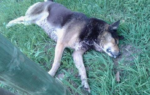 Luján: Denuncian envenenamientos de perros 