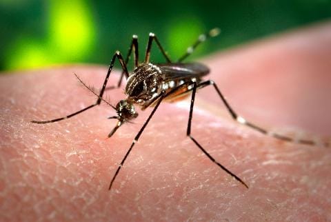 Dengue: Detectaron un caso autóctono en la localidad de Open Door