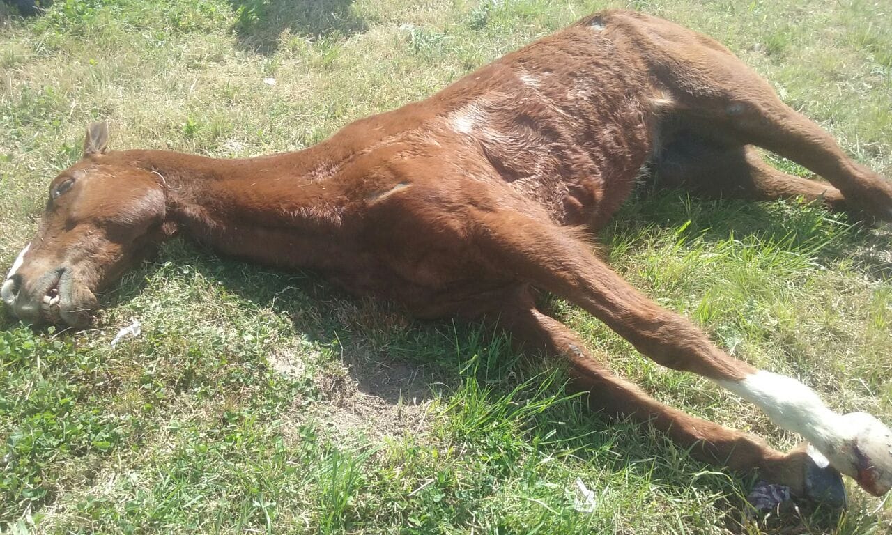 Peregrinación Gaucha: Primera muerte de un caballo