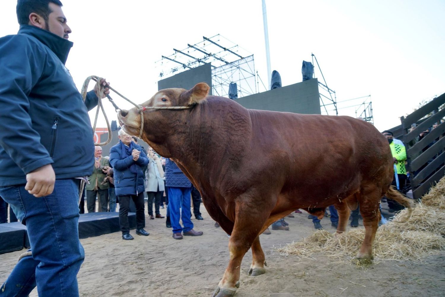 La Rural 2022: “Nicanor”, el primer toro de este año, es de una cabaña en Exaltación de la Cruz