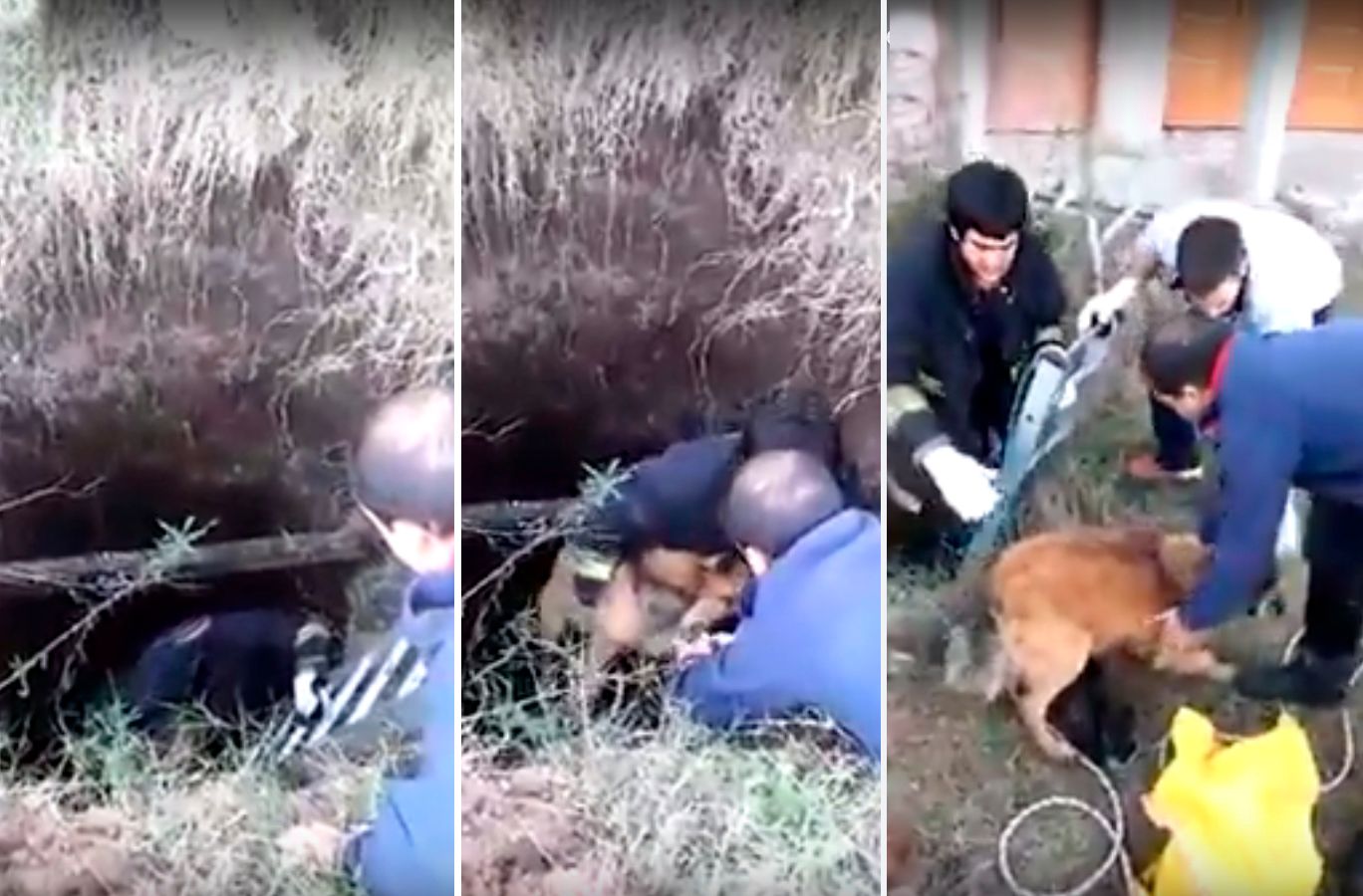 Video: Bomberos rescataron a un perro de un pozo ciego en Luján