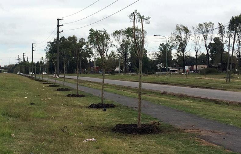 Tigre: El municipio plantó más de 1.500 árboles en todo el distrito
