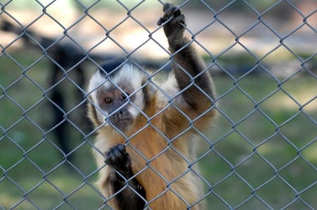 Insólito: En el ex zoológico de La Plata volvieron a llevarse un mono que ya había sido robado y recuperado 