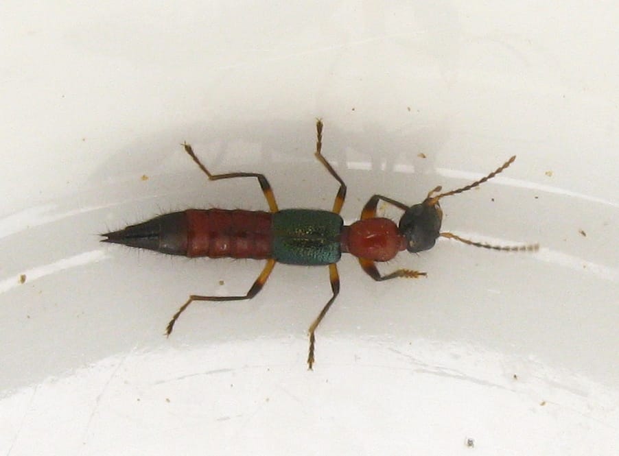 Paederus Irritans: Cómo aparecieron grandes cantidades de estos insectos