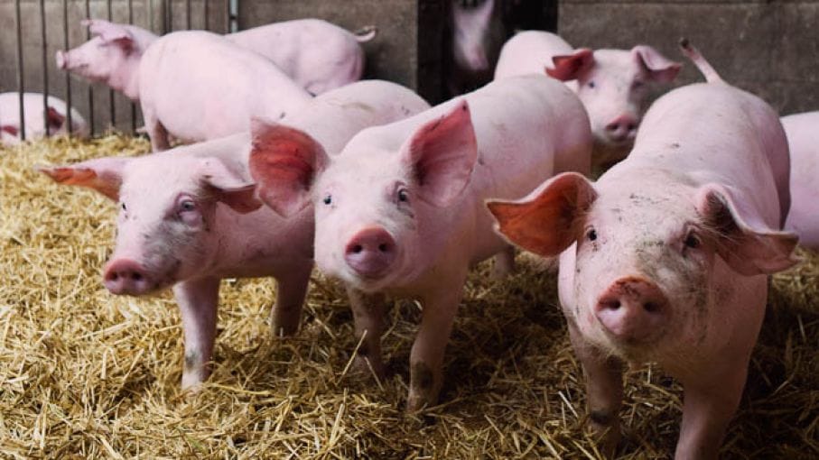 Cuestionamientos al freno de una ley que protegía al sector porcino en Provincia
