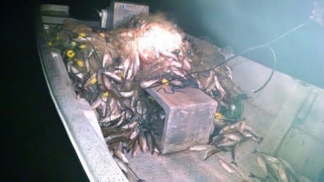 Pesca ilegal: Decomisaron 12 toneladas de Pejerrey en Lincoln