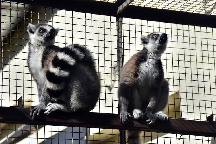 La Plata: Trasladaron dos lemures del Zoo a una isla del Ecoparque de Batán 