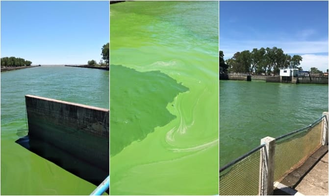 Ante inusual presencia de algas en el río, suspenden envío de agua: Afecta a Berisso, Ensenada y parte de La Plata