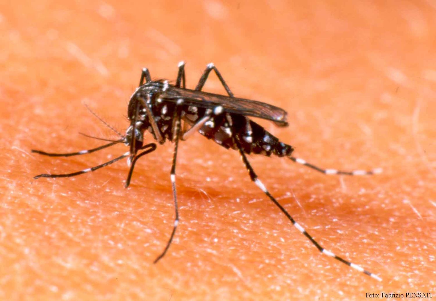 Mosquito transmisor Aedes aegypti