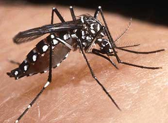 Dengue: Son ocho los casos en Bahía Blanca y 15 en la región 