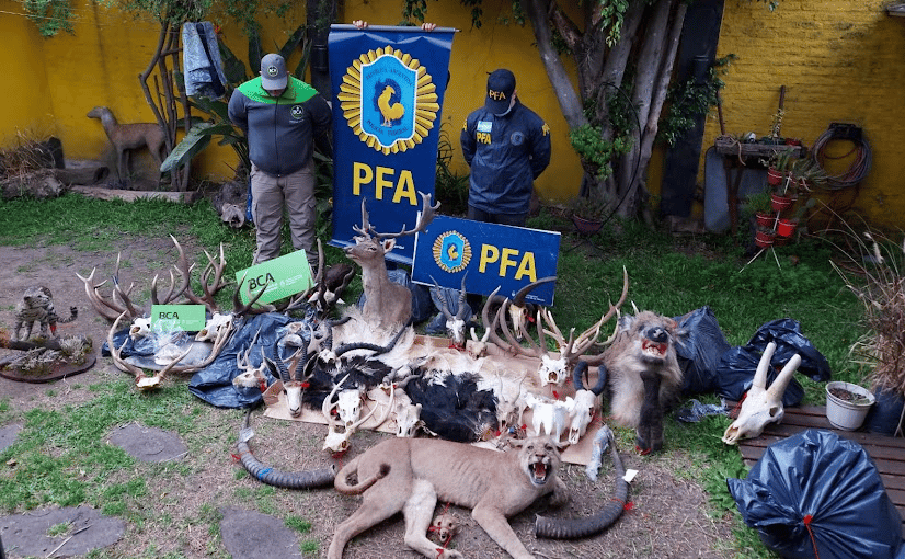 Taxidermia: Decomisaron restos de ciervos, antílopes y elefantes en allanamientos en San Justo y Florencio Varela