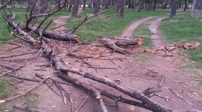 Bahía Blanca: Polémica tras muerte de una chica por la caída de un árbol 