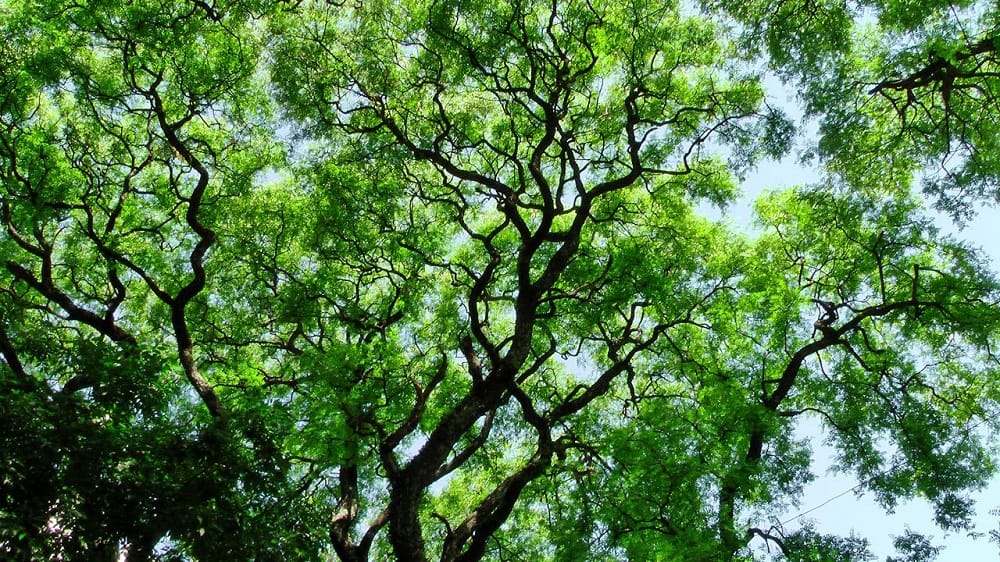Mes del árbol en Ituzaingó: El municipio promueve la plantación de 1000 ejemplares