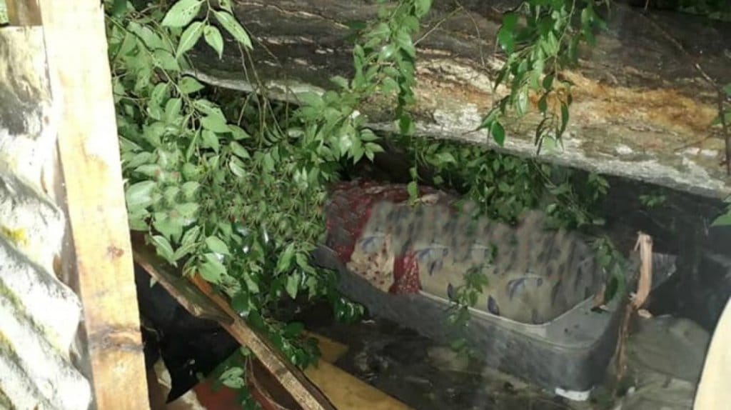 La Plata: Dos muertos tras caída de un árbol sobre la casa donde vivían en medio del temporal