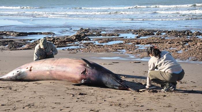 Encontraron una ballena muerta en la Reserva Monte-Pehuen Co