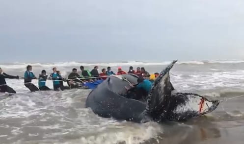 Mar del Tuyú: Ardua tarea para devolver al mar a una ballena que encalló en la playa