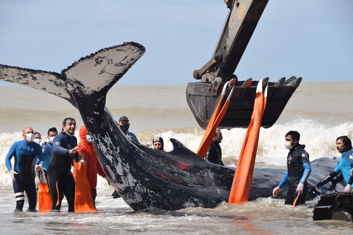En menos de 48 horas salvaron a dos ballenas varadas en la costa bonaerense