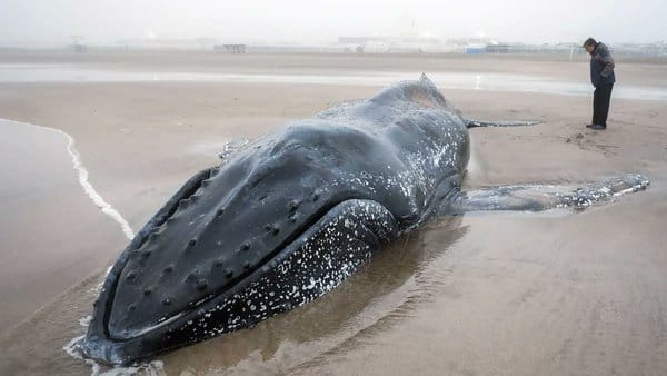 Murió la ballena que había quedado encallada en Mar del Plata