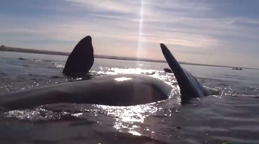Video: Una ballena levantó un kayak en la costa de Puerto Madryn