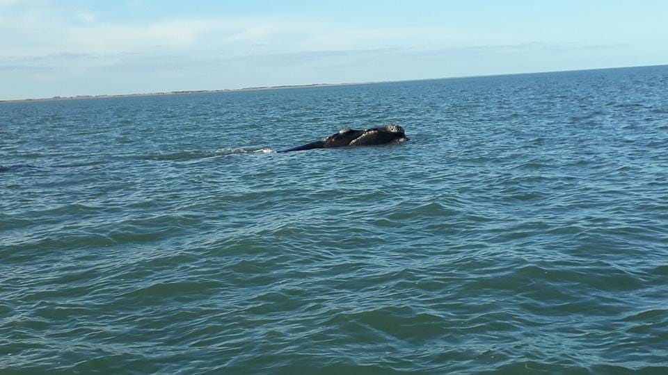 Las ballenas sorprendieron a vecinos y turistas en las costas de Tres Arroyos