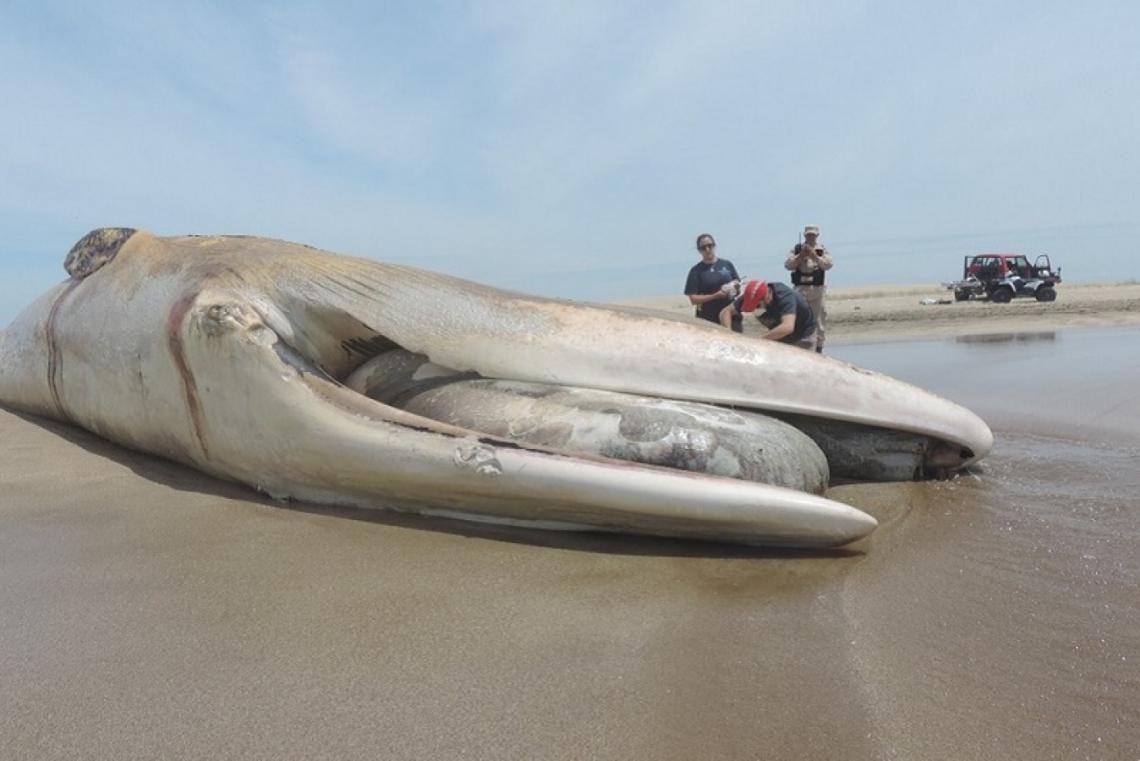 Revelan que ballena encontrada al sur de Villa Gesell llegó muerta y fue atacada por tiburones