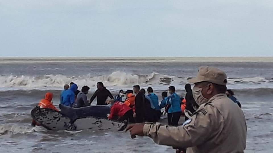 Video: Lograron rescatar una ballena encallada en la costa de Nueva Atlantis