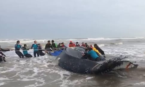 Mar del Tuyú: Devolvieron al mar a la ballena que había encallado en la playa