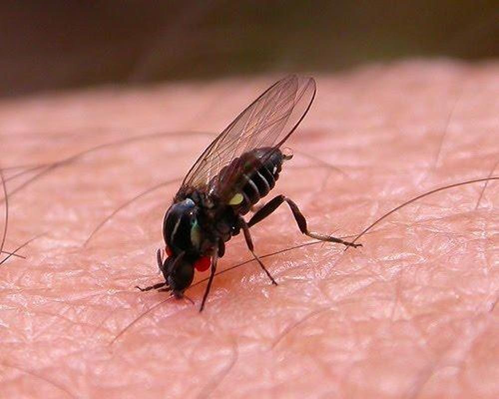 Lo que hay que saber del barigüí, la mosca que molesta, pica y preocupa en la Cuenca del Salado