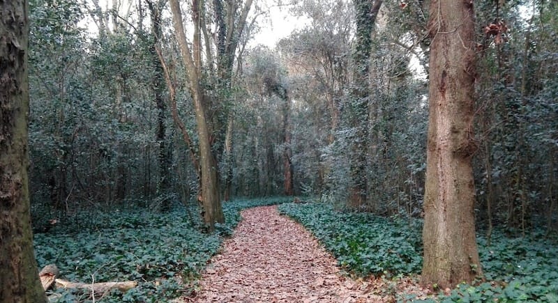 El "Bosque Encantado" de General Belgrano, una reserva natural con árboles centenarios